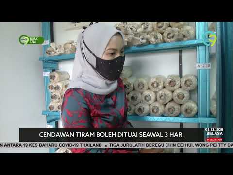 , title : 'Cendawan Tiram Boleh Dituai Seawal 3 Hari'