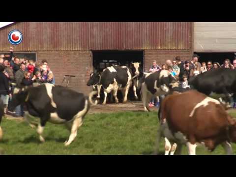 Vacas leiteiras são soltas para pastar no verão