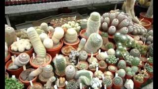 preview picture of video 'Dutch Cactus Nursery'