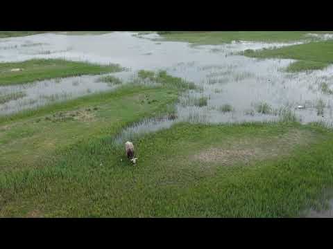 Skocjanski zatok (Drone)