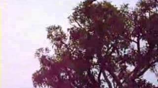 Crows attack Hawk eating baby crow