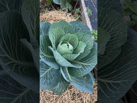 , title : 'The cabbage and kale in the Fall garden look amazing! #garden #farming #shorts'