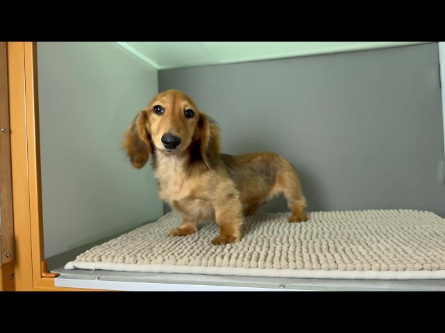 (子犬) 犬種：ダックスフンド・ミニチュア・ロング 男の子 ブリーダー マロニエケンネル　MARRONNIER KENNEL k4084の画像
