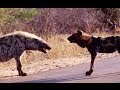 Standoff Between A Pack of Wild Dogs and Spotted ...