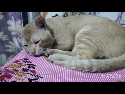 Kese udas ho ke batha hai...