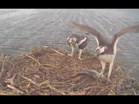 Rutland Osprey chick Blue 095's calls are finally answered as dad Blue 33 brings a fish 6 Aug 2020