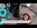 Gemeente Reimerswaal gaat baasjes opsporen met hondenpoep-dna