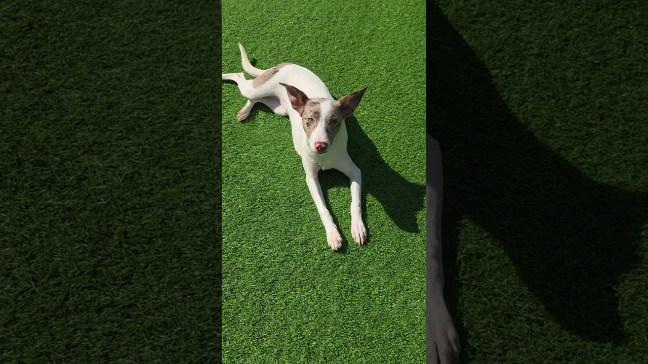 Enlarge Zina, a Adoptable mixed breed in Blairstown, NJ video 3/6
