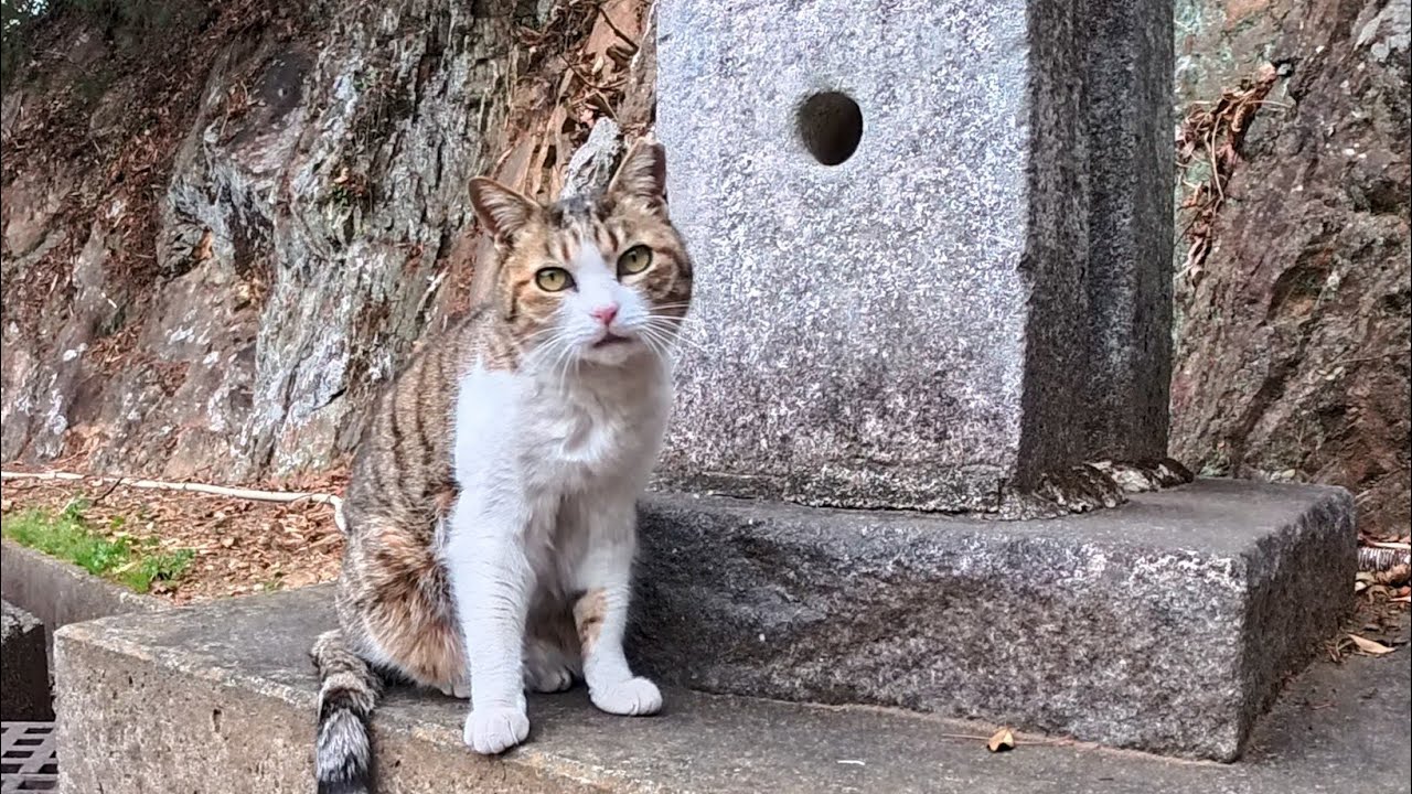 【今週の感動猫動画 2026/4/1w】今週撮った未公開猫動画まとめて公開-unreleased video of this week