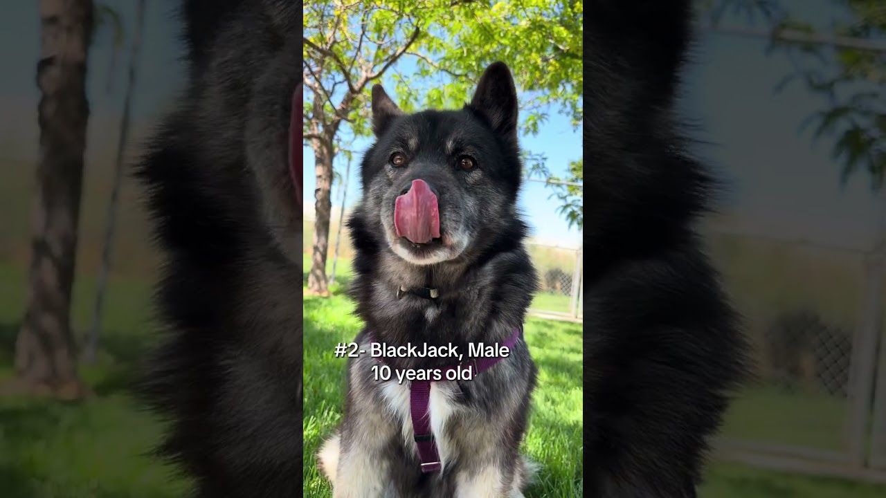 BlackJack, a Adoptable mixed breed in Murray, UT video 6/6