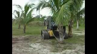 Bozcat digging a coconut palm tree