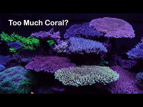 Has This Tank Reached a Tipping Point? 187g Tank Update