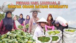 Download lagu INCREDIBLE FIRST HARVEST..!! MANY PEOPLE CAME TO JOIN US AT THE GARDEN mp3