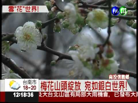 媲美雪景! 梅花綻放點綴山頭