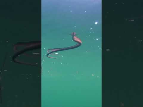 Swimming with Snakes in the City! 🐍🌆