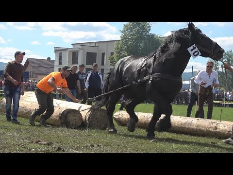 Concurs cu cai de tractiune Marginea, Suceava 28.Mai.2017