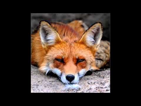 Tikon - Füchse 2012 [WATCH IN HD]