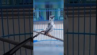 Download lagu 🔴 MURAI BLOROK TERMEWAH‼️😎😎💥🔥🔥#videoshort #mewah#viral@KEBUMENNKICAU99 mp3