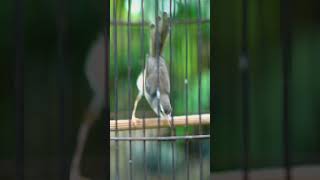 Download lagu ciblek sawah gacor mp3 Download lagu ciblek sawah gacor mp3