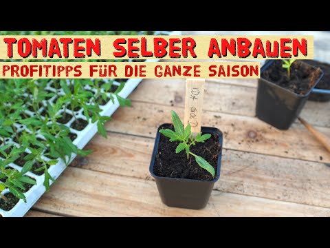 With these tips, everyone can grow tomatoes - sowing, care, recognizing problems - tips from the ...