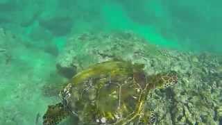 Snorkeling with turtles North Shore Oahu Hawaii Underwater GoPro