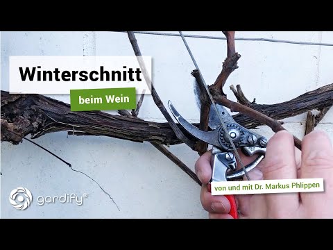 , title : 'Winterschnitt beim Wein | Weinreben richtig schneiden | gardify Tipps'