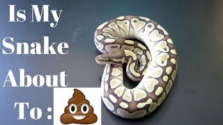How To Tell  If A Snake Is About To Go To The Bathroom - Benjamin's Exotics