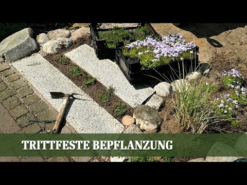 Die perfekte Lösung für Pflasterfugen und als Rasenersatz  - Trittfeste Bepflanzung im Überblick