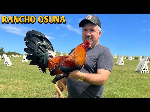 Yellow leg Albany Kelso - R4NCHO 0SUNA FARM