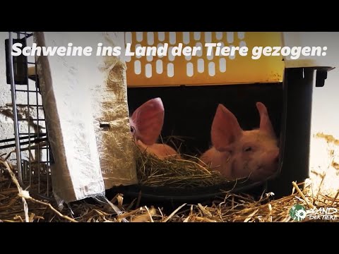 Alles Gute zum 6. Rettungstag, Anni & Rosalie! 🐽 ❤