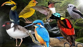 Download lagu Berbagai Suara Burung yang Belum Pernah Anda Dengar Sebelumnya 🐦🎶 mp3 Download lagu Berbagai Suara Burung yang Belum Pernah Anda Dengar Sebelumnya 🐦🎶 mp3