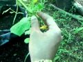 Pruning In Cucumber Cultivation Pruning In Cucumber Cultivation