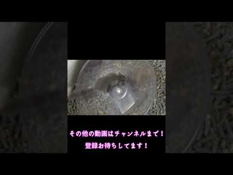 ヤマネを追い払う: これは重要な注意点です トピックス