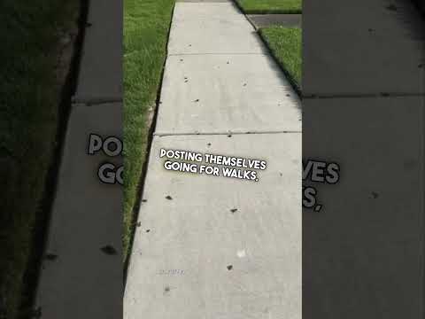 Cicadas are Taking Over 😳