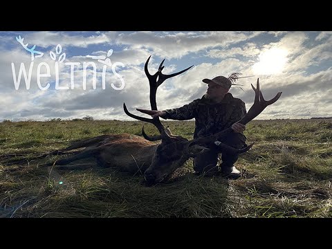 Rotwildbrunft mit Weltnis in den Masuren Teil II