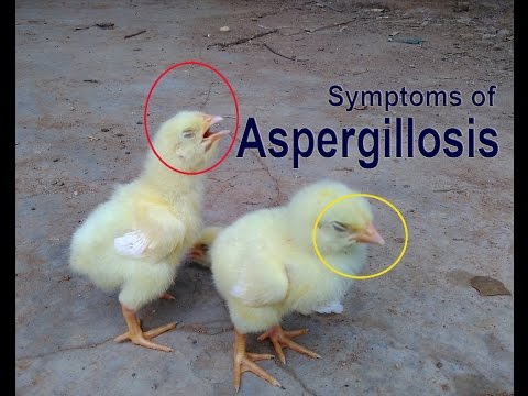 , title : 'ASPERGILLOSIS in Birds, Brooder Pneumonia, poultry diseases, tavuk hastalıkları, امراض الدواجن'