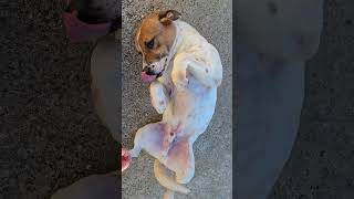 Video preview image #1 Mutt Puppy For Sale in Jackson, MS, USA
