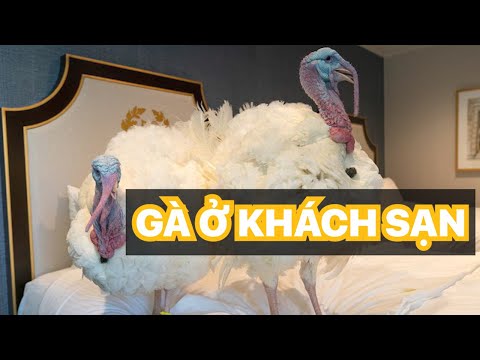 Hai chú gà tây đặc biệt được "ân xá" trong Lễ tạ ơn ở Mỹ | VTV24