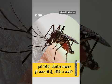 Mosquito: छोटा सा मच्छर अंधेरे में कैसे हमें खोज लेता है और खून चूसता है, जानिए #basekminute में.