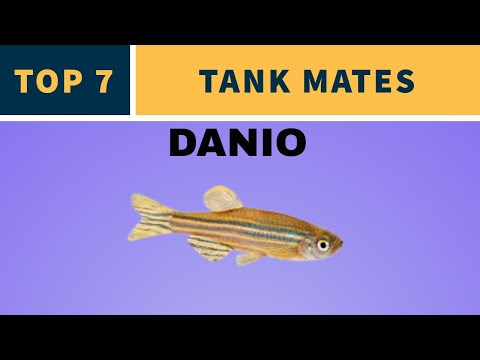 TOP 7 TANK MATES FOR DANIOS