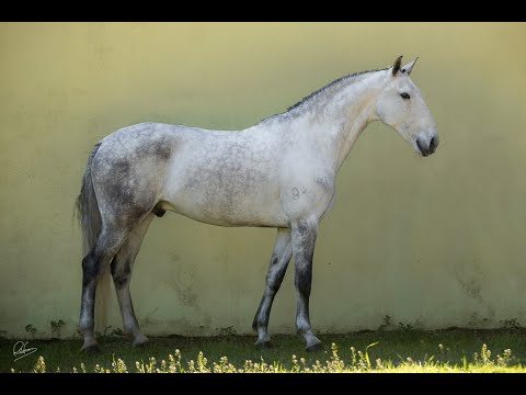 **SOLD** | 1.73 high dressage prospect (REF#119)