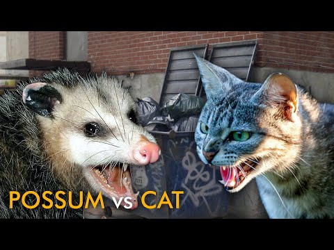 POSSUM VS CAT: Who Would Win?
