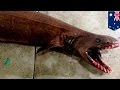 Ancient shark: Living fossil frilled shark sold for cash.