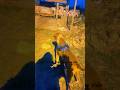 Night Stroll With Mi Lion Simba Dogmomlife Dogshorts Doggielife Pets