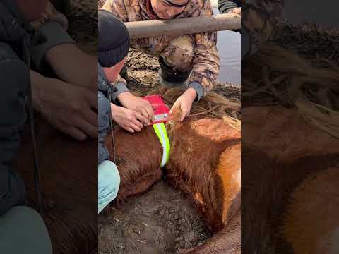 ОДЕЛИ GPS НА САМЫХ МОЩНЫХ ЖЕРЕБЦОВ ТАБУНА!