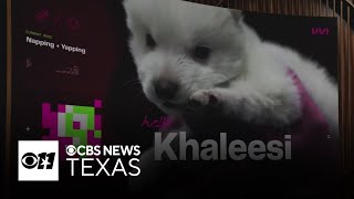 Want to clone your pet For a pretty penny, you can