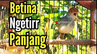 Download lagu PRENJAK BETINA Gacor Ngetir Panjang Istimewa Suara Jernih Menggoda JANTAN, Cocok buat MASTERAN. mp3 Download lagu PRENJAK BETINA Gacor Ngetir Panjang Istimewa Suara Jernih Menggoda JANTAN, Cocok buat MASTERAN. mp3