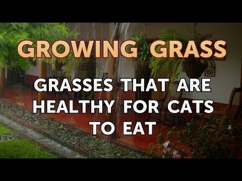 Grasses That Are Healthy for Cats to Eat