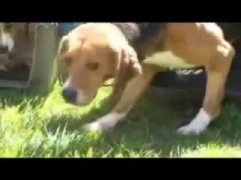 Lab research dogs see the sun and grass for the first time.