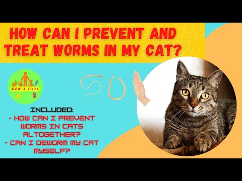 How can I prevent and treat worms in my cat? | What Happens if Worms Go Untreated in Cats?